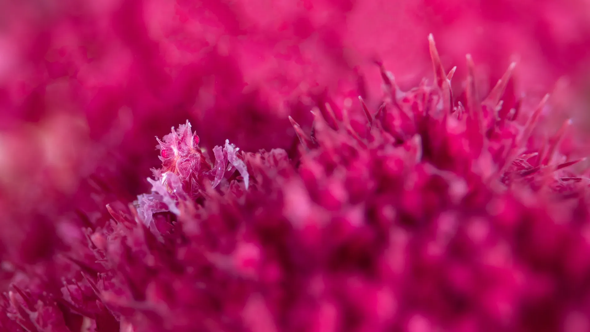 《自然》杂志评选的一组2025年最佳科学图片