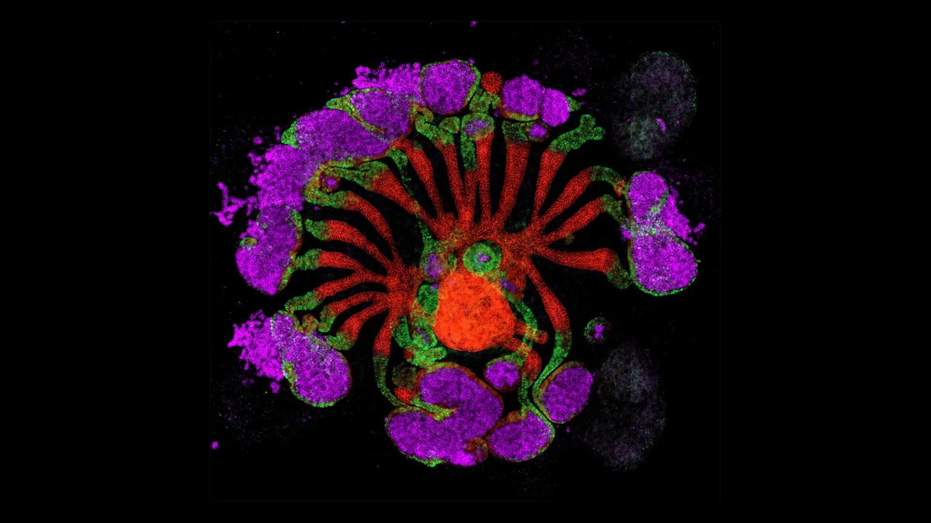 《自然》杂志评选的一组2025年最佳科学图片
